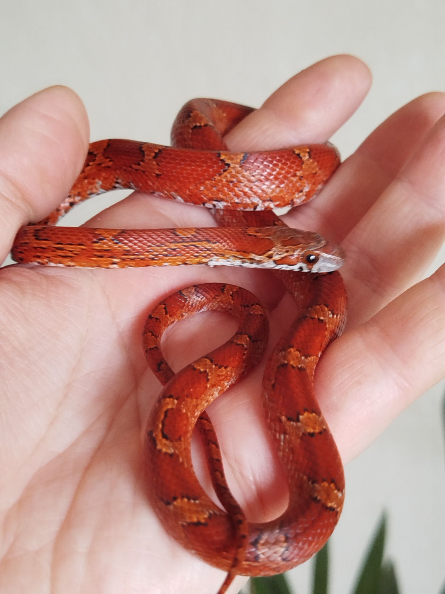 Маисовый полоз