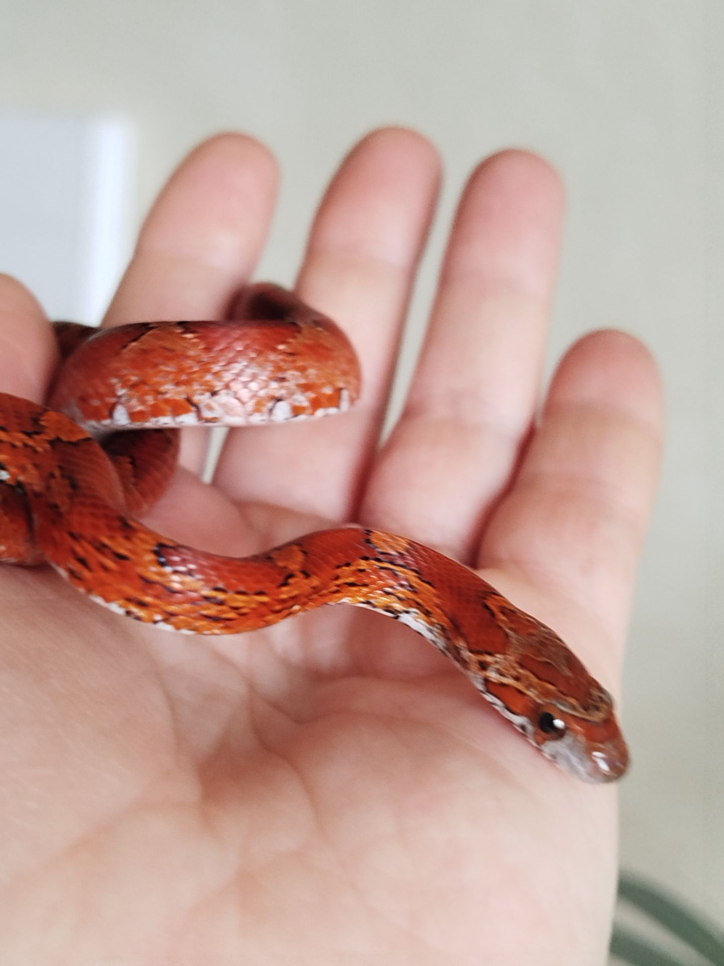 Маисовый полоз