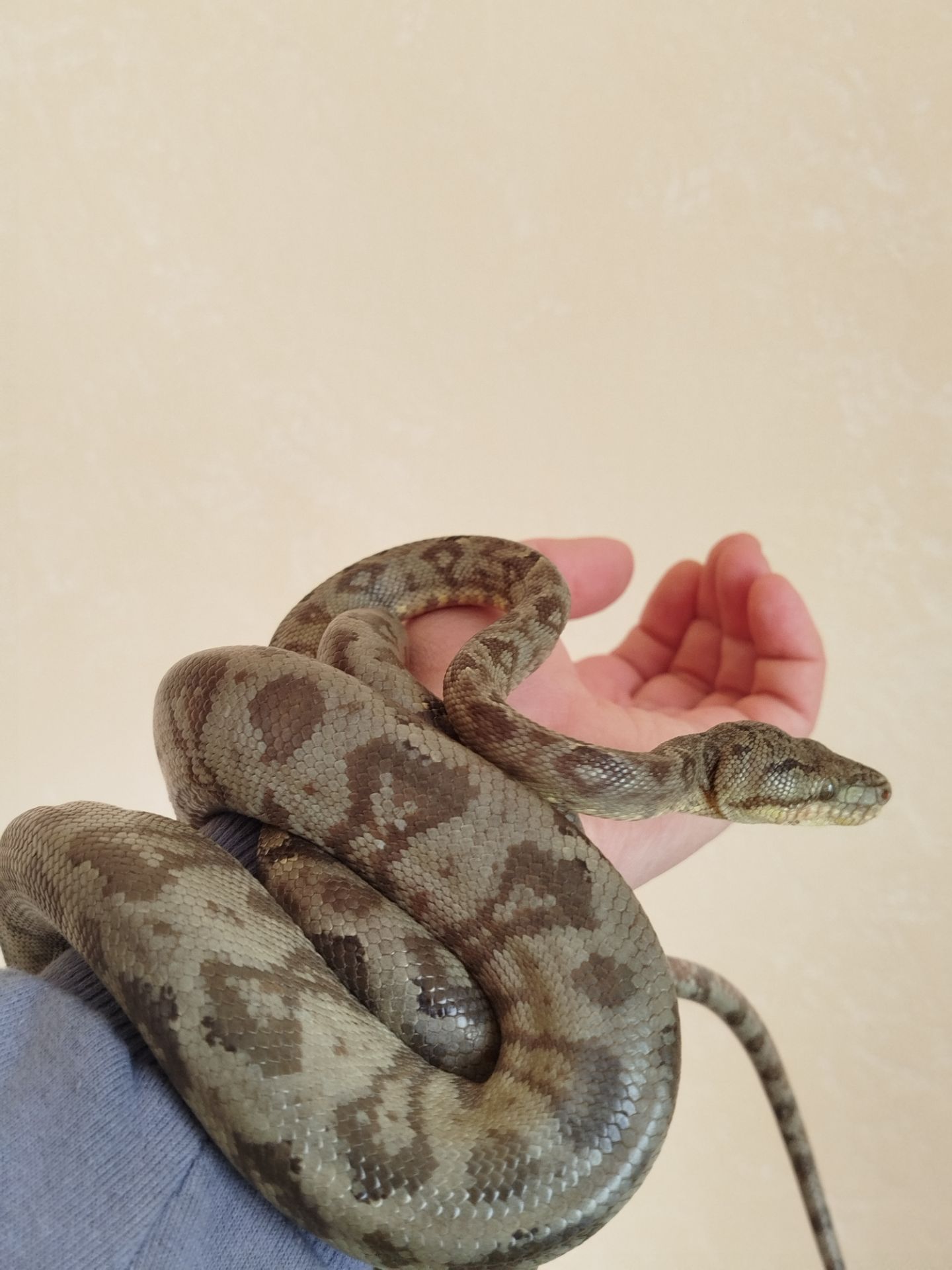 Садовый удав