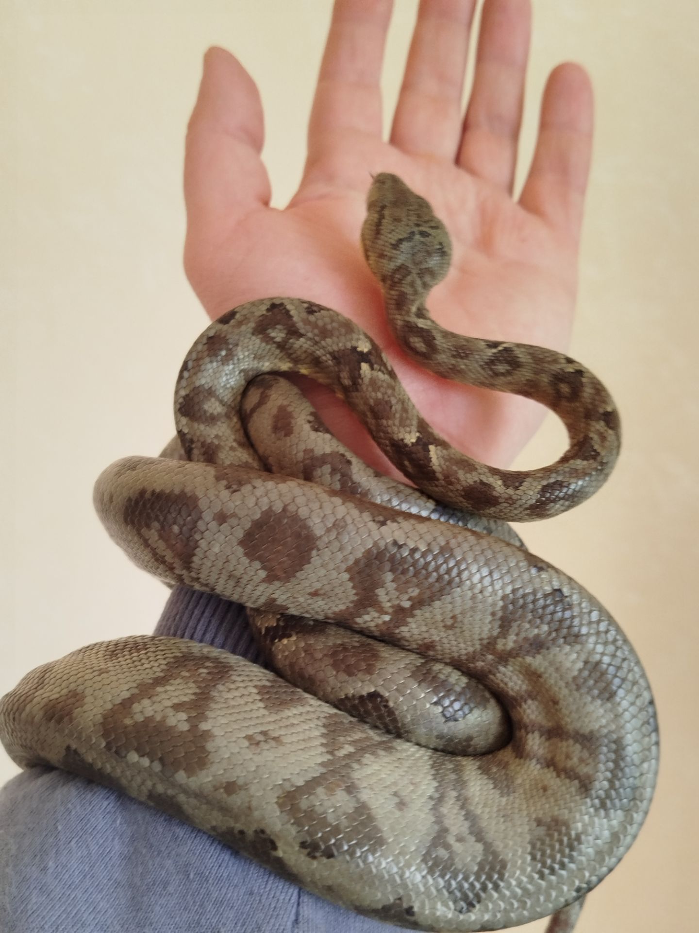 Садовый удав