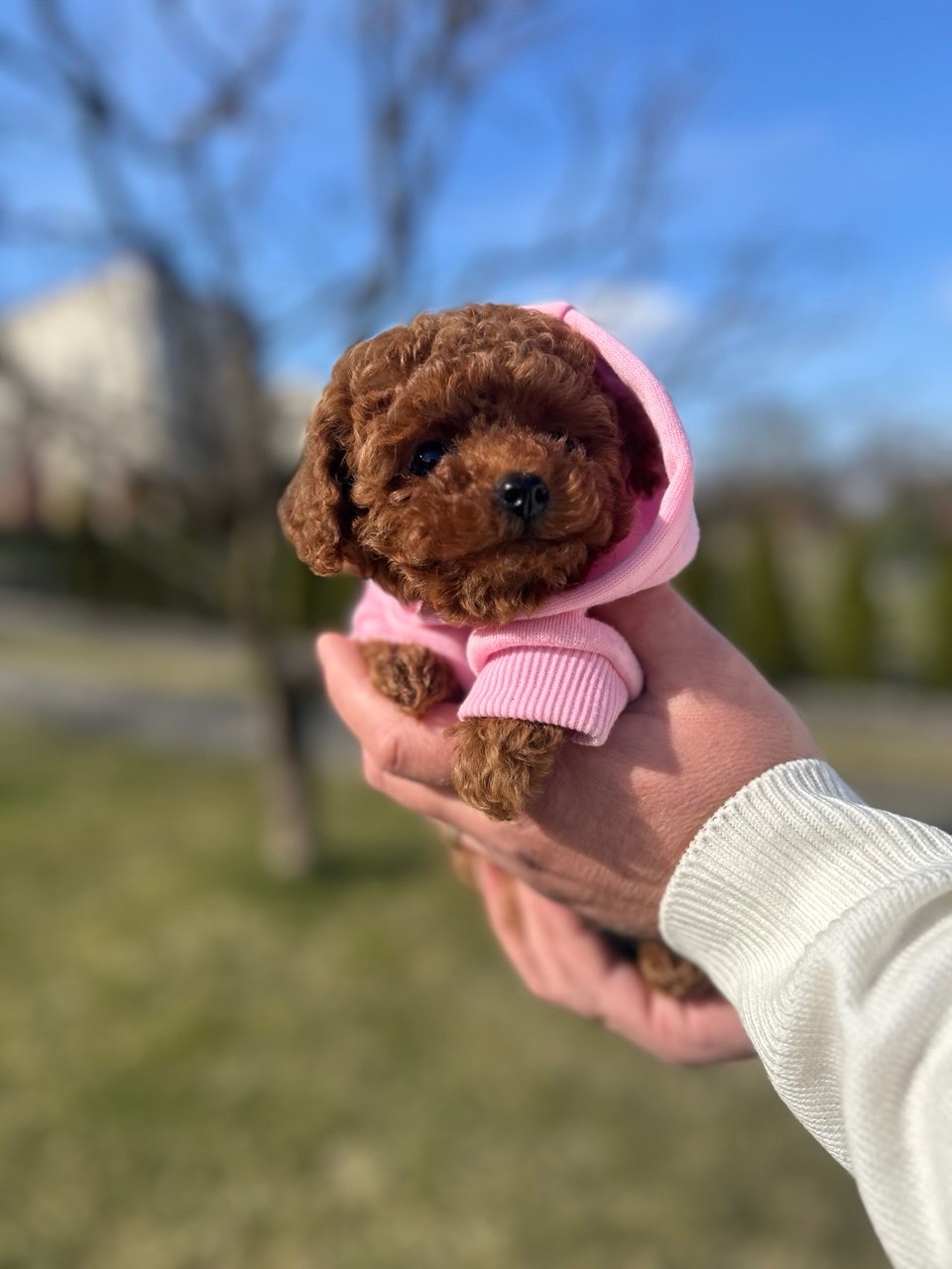 Чарівна дівчинка той пудель міні