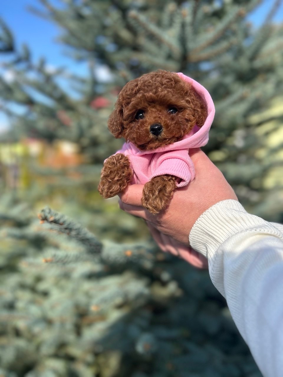 Чарівна дівчинка той пудель міні