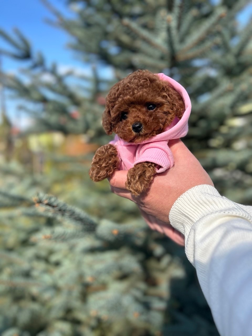 Чарівна дівчинка той пудель міні