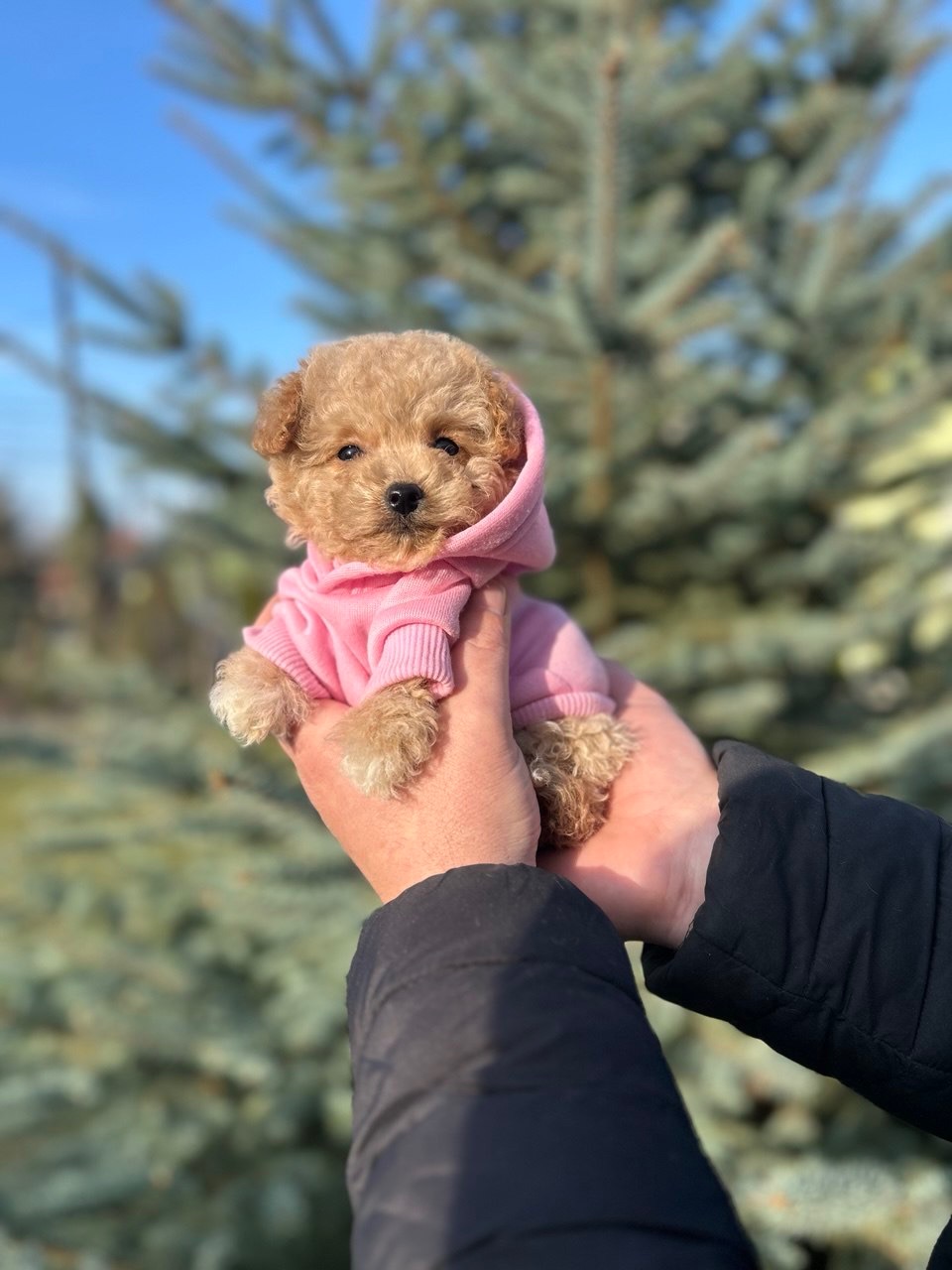 Чарівна дівчинка мальтипу міні ф1