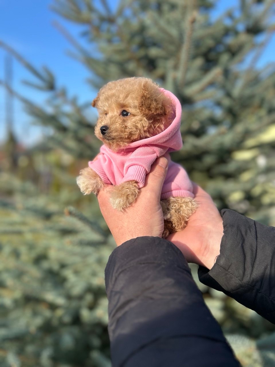 Чарівна дівчинка мальтипу міні ф1