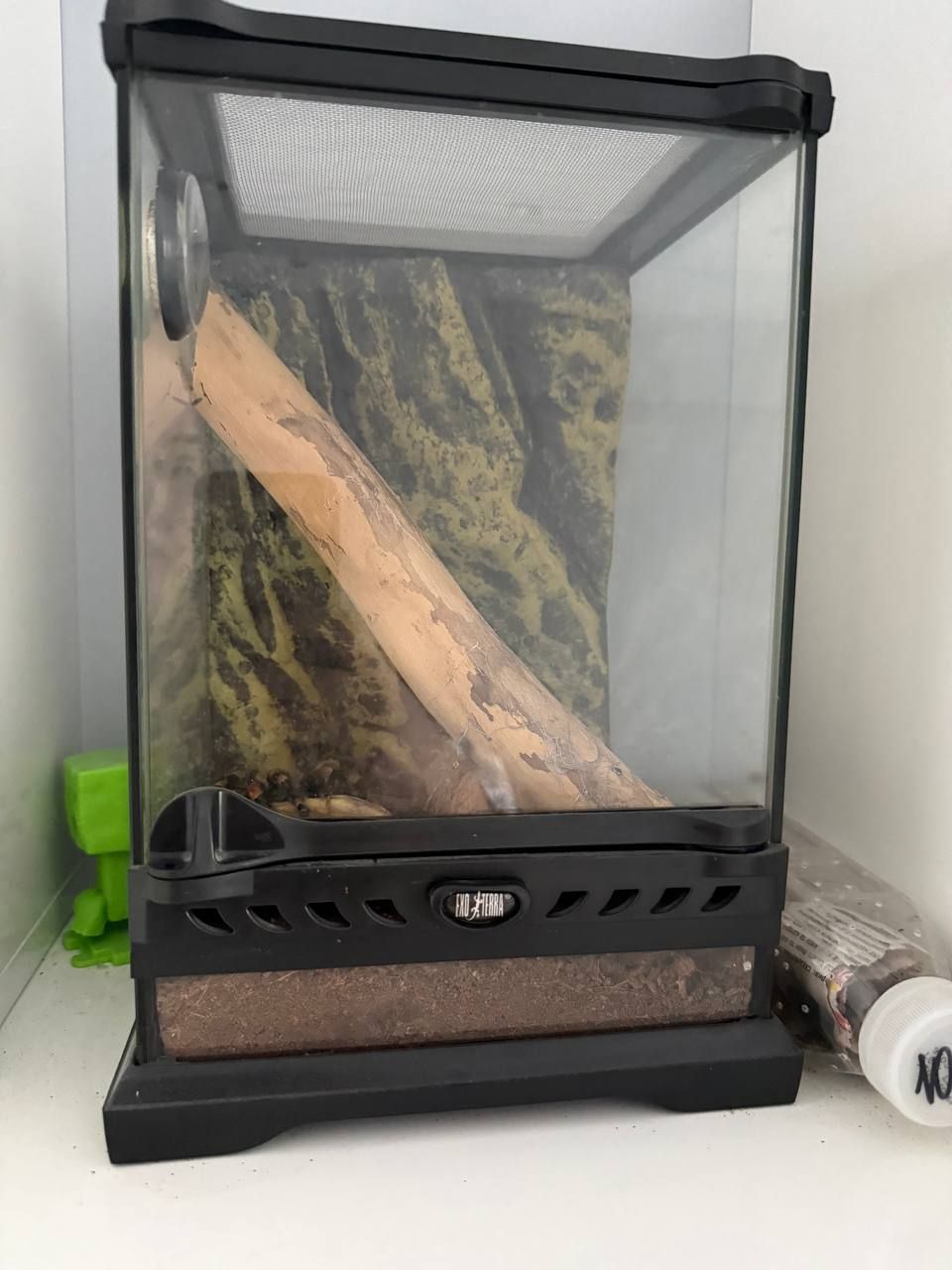 Павук Брахіпельма Смітті