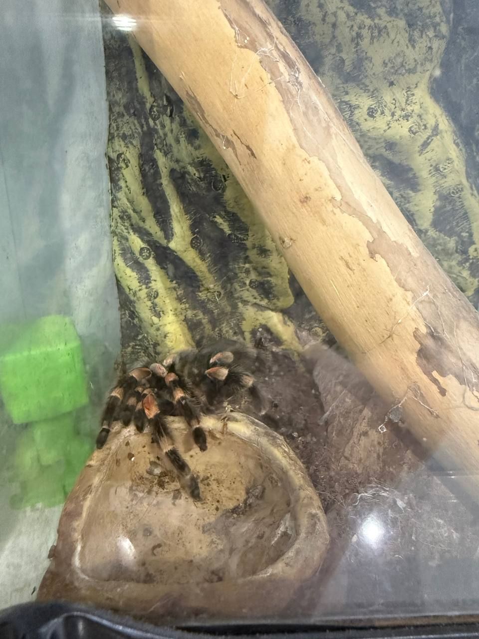 Павук Брахіпельма Смітті