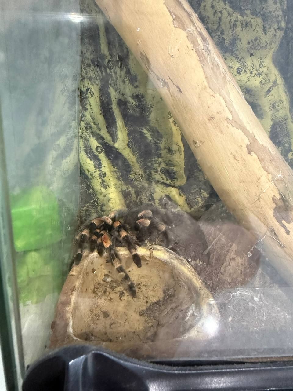 Павук Брахіпельма Смітті