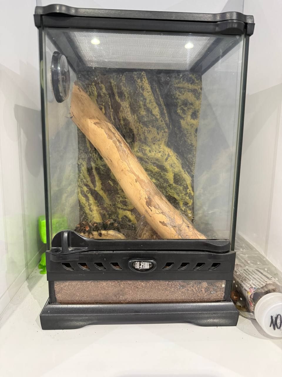 Павук Брахіпельма Смітті