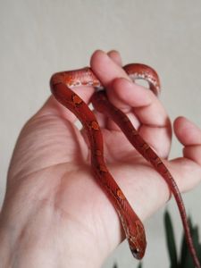 Маисовый полоз