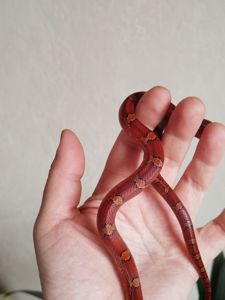 Маисовый полоз