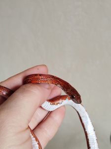 Маисовый полоз