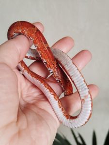 Маисовый полоз