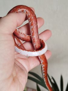 Маисовый полоз