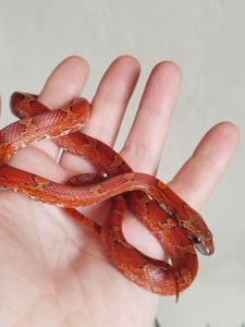 Маисовый полоз