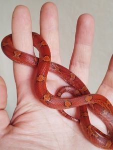 Маисовый полоз