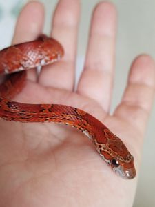 Маисовый полоз