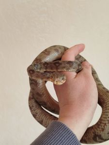 Садовый удав