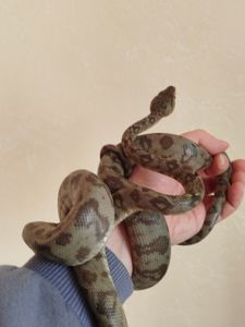 Садовый удав