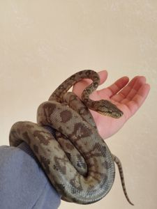 Садовый удав