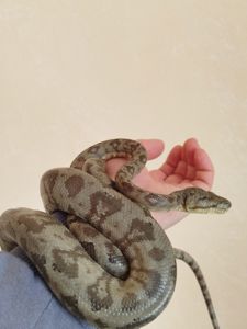 Садовый удав