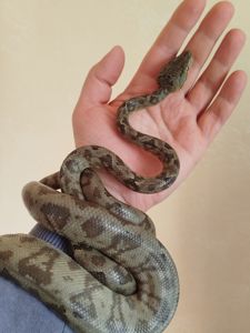 Садовый удав