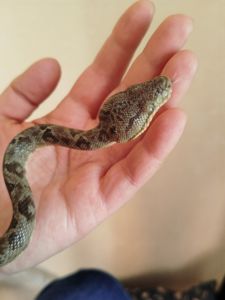 Садовый удав