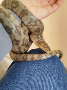 Садовый удав