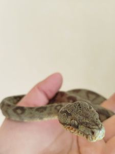 Садовый удав