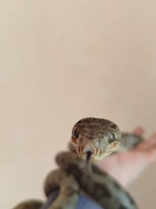 Садовый удав