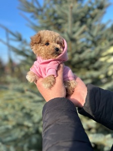 Чарівна дівчинка мальтипу міні ф1