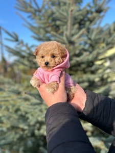 Чарівна дівчинка мальтипу міні ф1