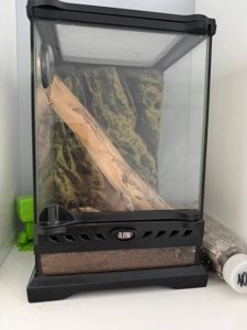 Павук Брахіпельма Смітті