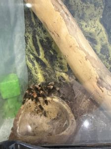 Павук Брахіпельма Смітті