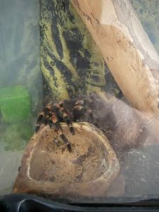 Павук Брахіпельма Смітті