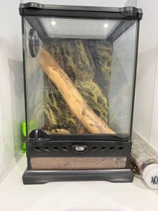 Павук Брахіпельма Смітті