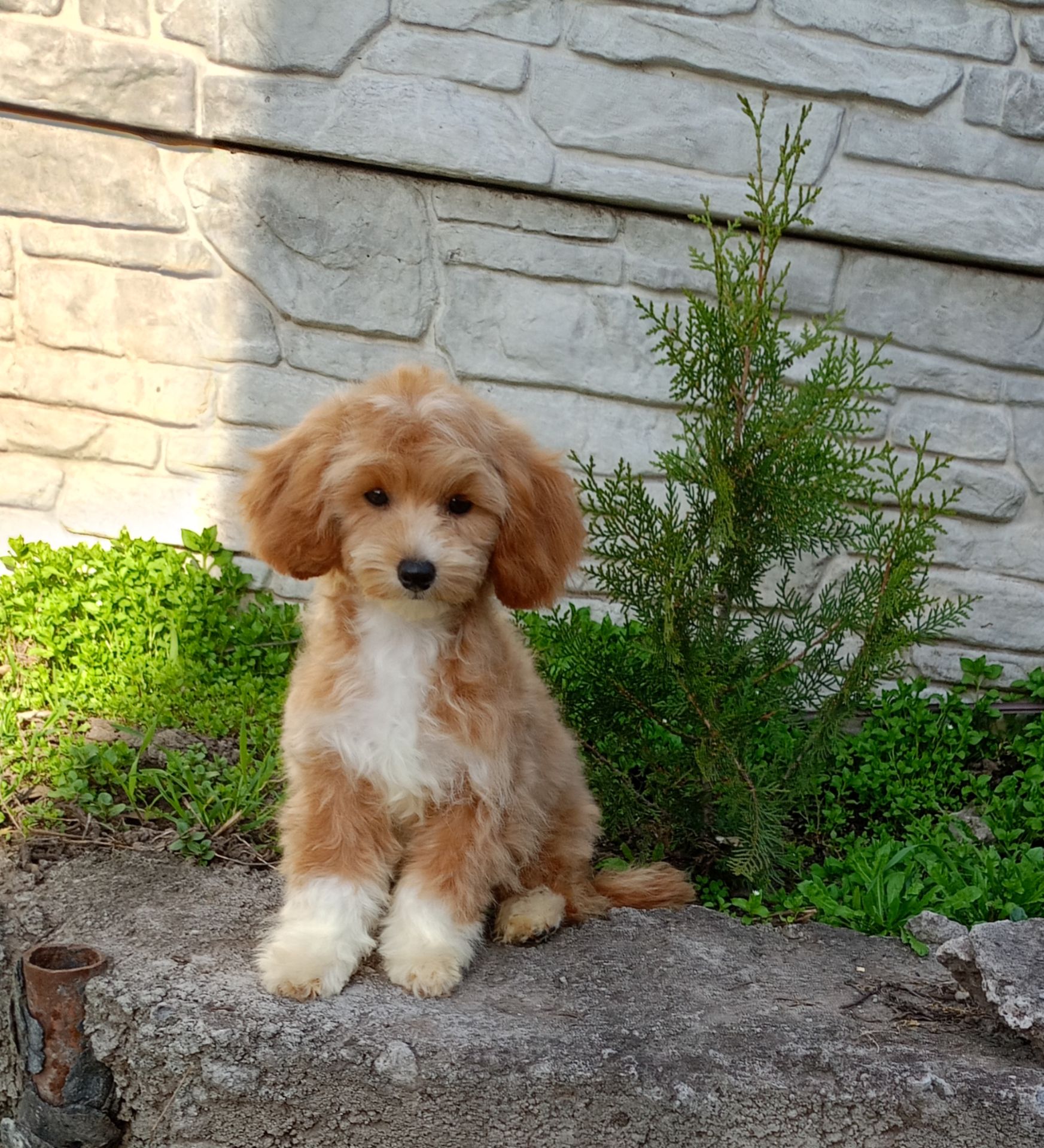 Мальтіпу хлопчики f1