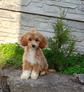 Мальтіпу хлопчики f1