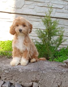 Мальтіпу хлопчики f1