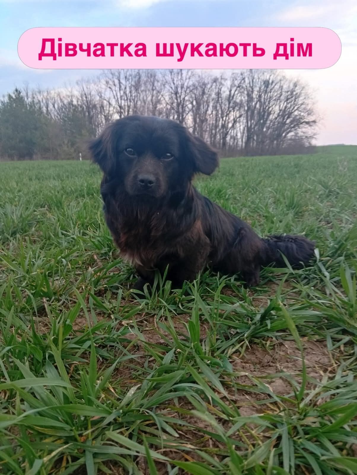 Цуценя метис пекінеса