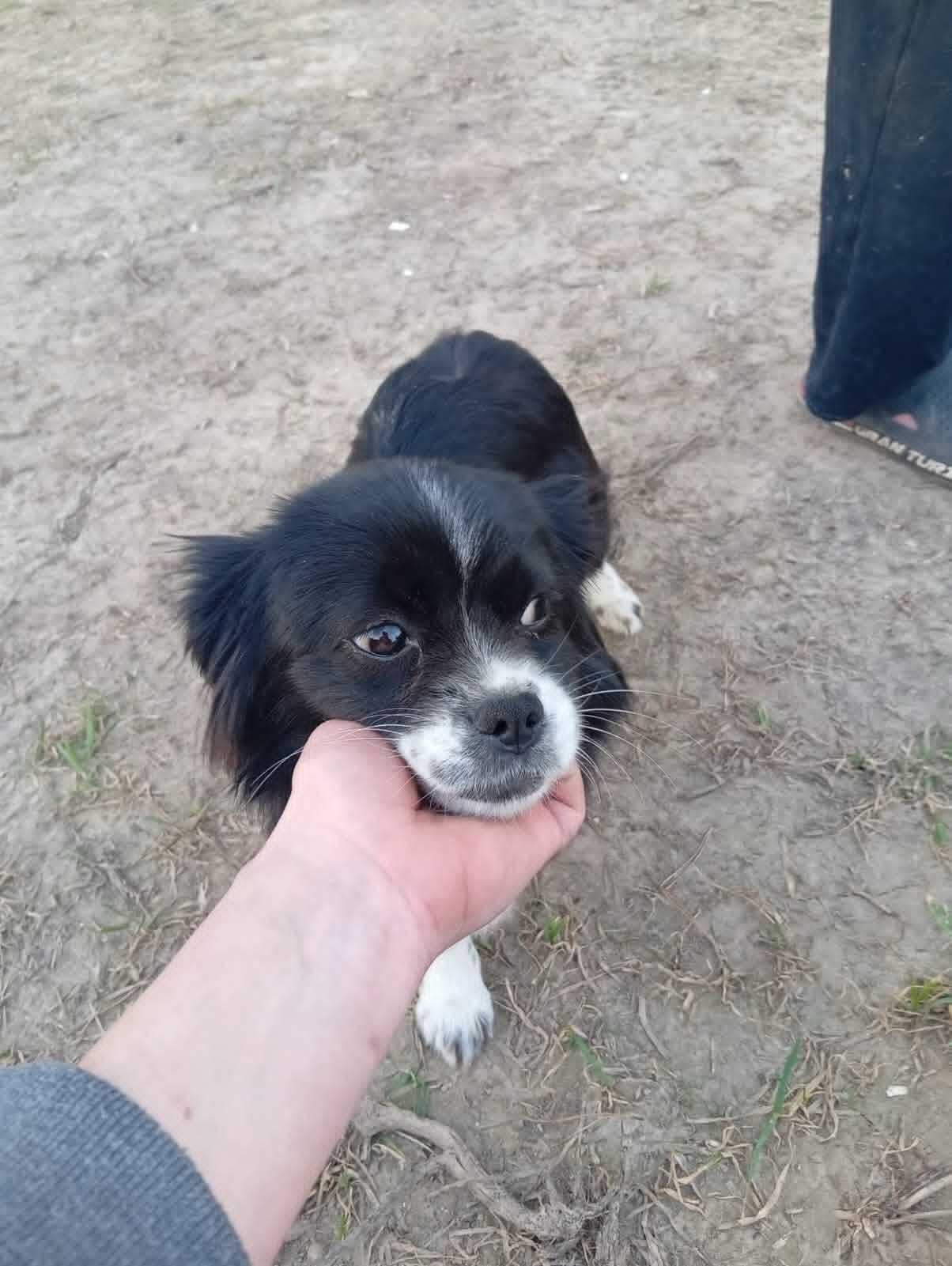 Цуценя метис пекінеса