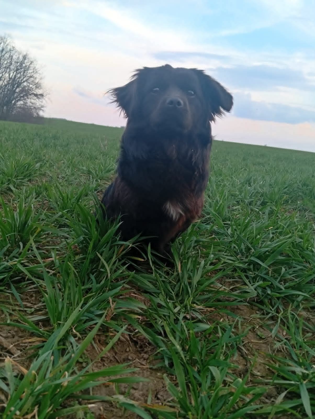 Цуценя метис пекінеса