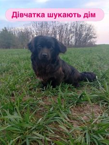 Цуценя метис пекінеса