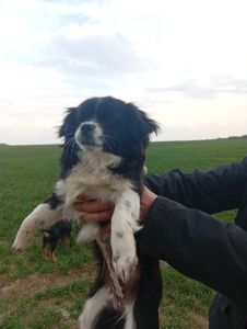 Цуценя метис пекінеса