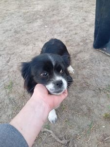 Цуценя метис пекінеса