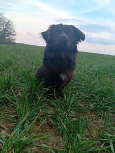 Цуценя метис пекінеса