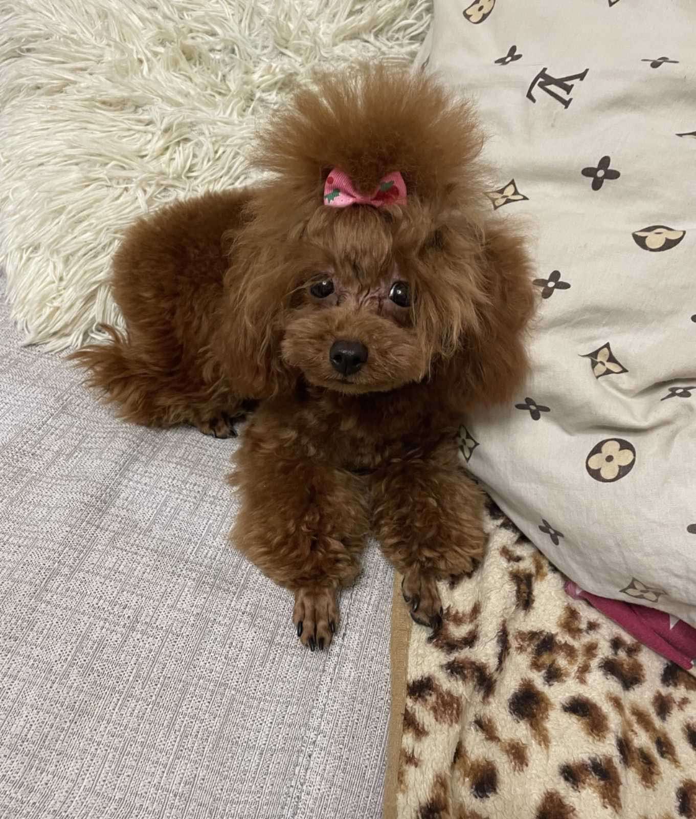 Мальтіпу міні