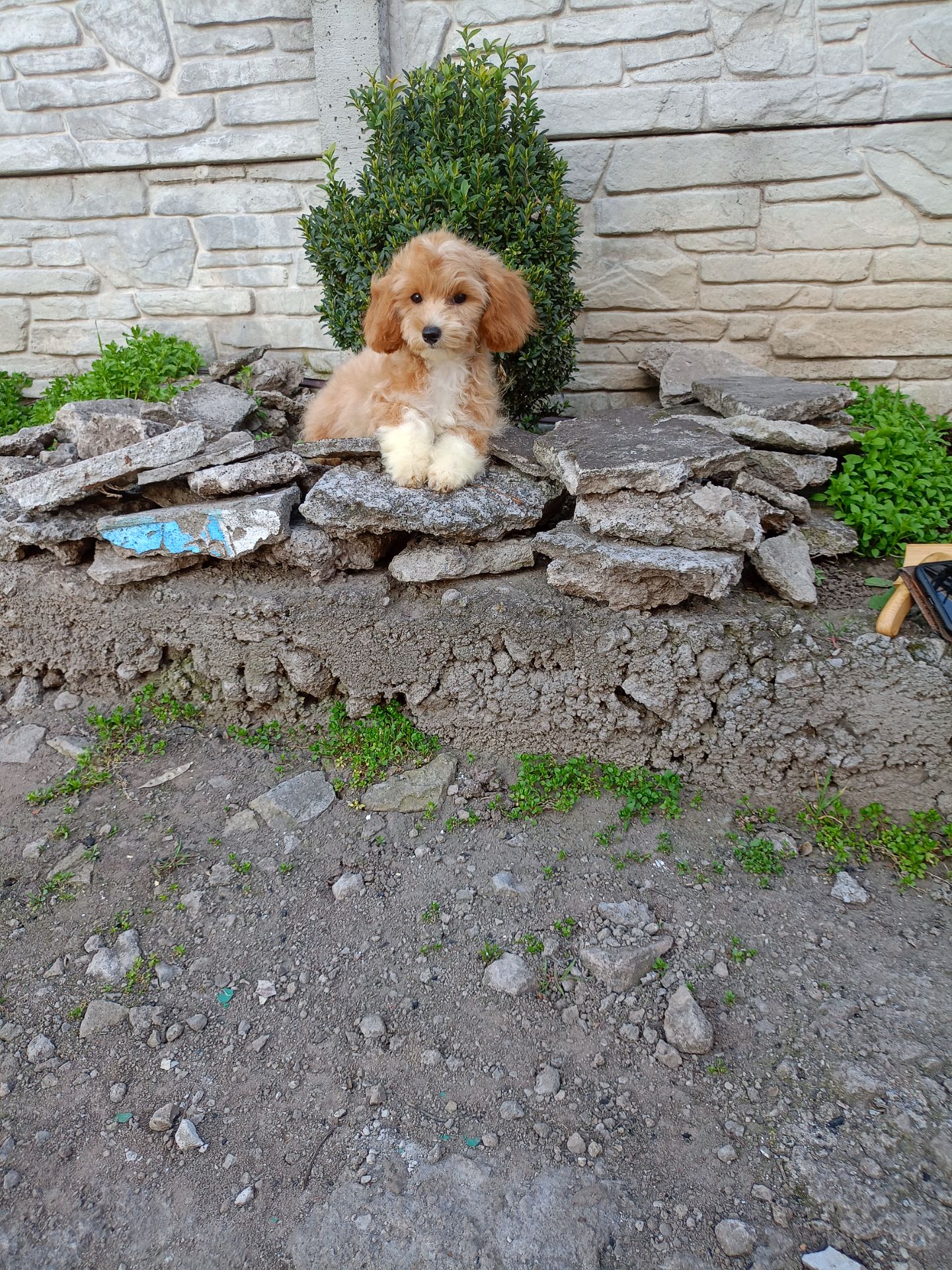 Мальтіпу міні