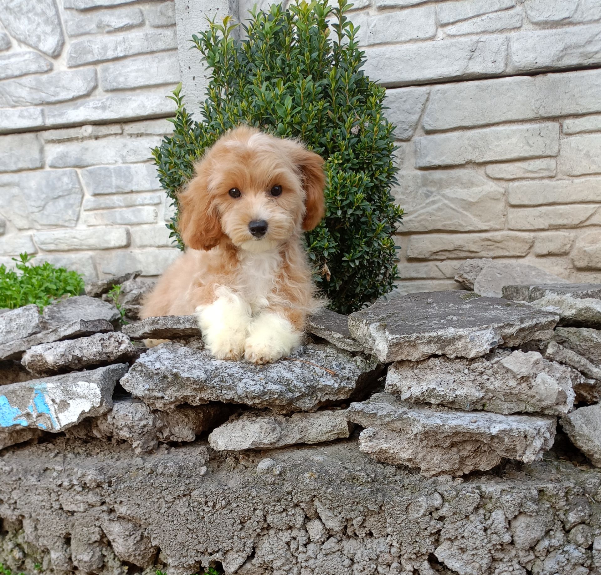 Мальтіпу міні