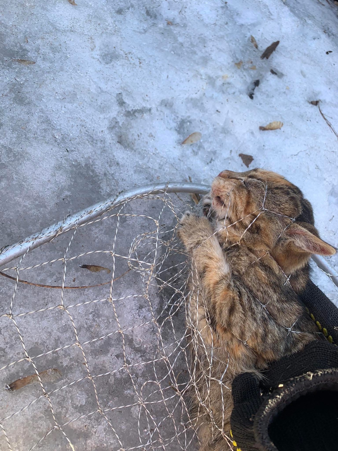 Перевтілення